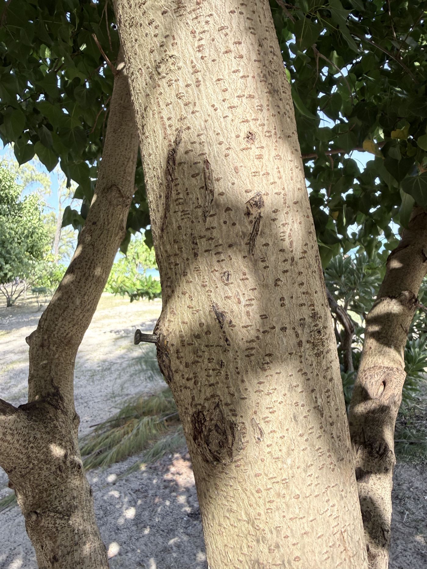 Close-up of a pale, mottled tree trunk in dappled sunlight with an old rusted nail driven into it, the bark around the nail raised and darkened where the wound has healed over