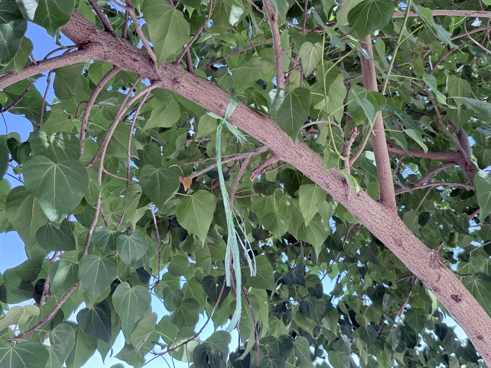 Looking up into the canopy at a thick branch with a frayed pale green rope tied around it, its loose ends hanging down among heart-shaped green leaves against a blue sky