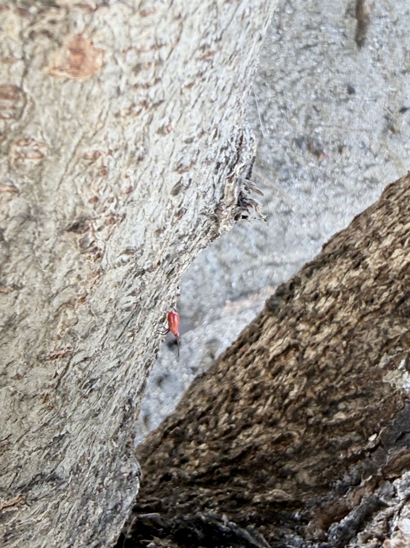Very close view of textured grey-and-brown bark with a small bright red insect making its way across it