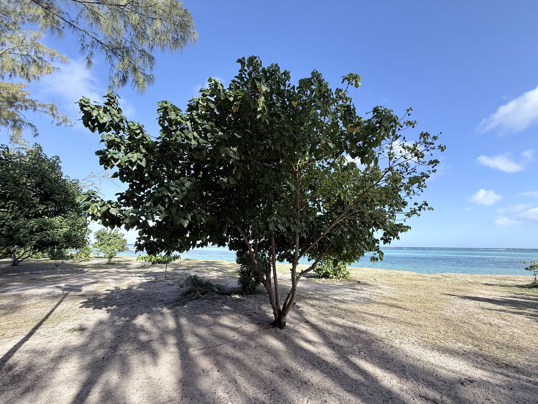 A wide, low-branching tree with dense green foliage standing on white sand at the edge of a Mauritius beach, with turquoise lagoon water and a breaking reef behind it